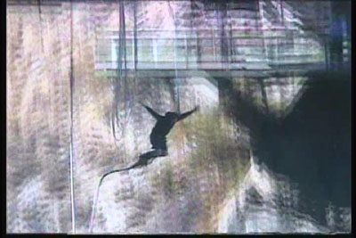 Bungy!
